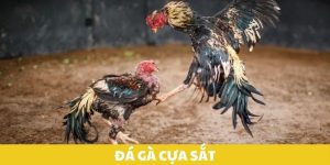 Đá Gà Cựa Sắt U888: Trải Nghiệm Giải Trí Đỉnh Cao Kịch Tính