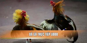 Đá Gà Trực Tiếp U888 - Sân Chơi Nảy Lửa Cho Kê Thủ