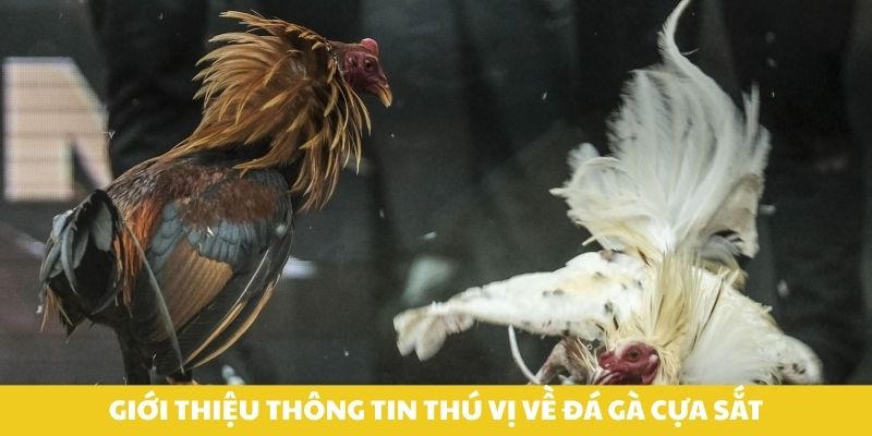 Giới thiệu thông tin thú vị về đá gà cựa sắt.