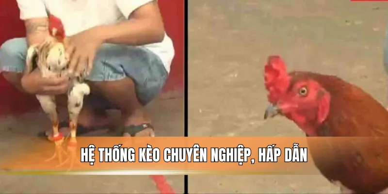 Hệ thống kèo chuyên nghiệp, hấp dẫn.
