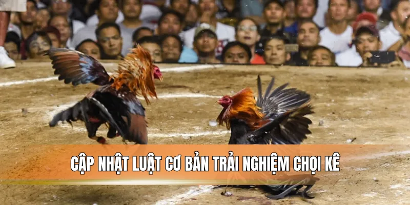 Cập nhật luật cơ bản trải nghiệm chọi kê.