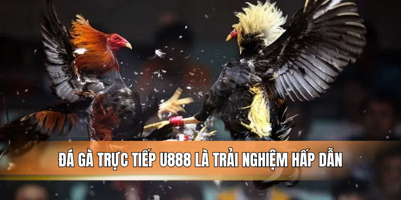 Đá gà trực tiếp U888 là trải nghiệm hấp dẫn.