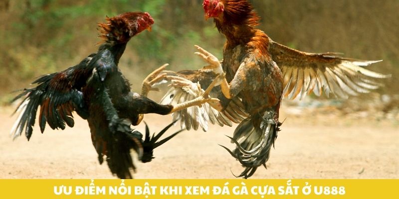 Ưu điểm nổi bật khi xem đá gà cựa sắt ở U888.